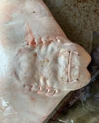 Image result for Rhinoptera brasiliensis