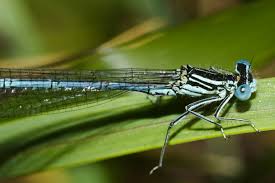 Attēlu rezultāti vaicājumam “Platycnemis pennipes”