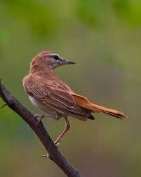 Image result for Cercotrichas galactotes