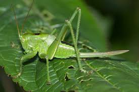 Attēlu rezultāti vaicājumam “Tettigonia cantans”