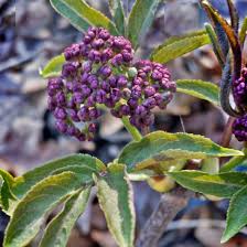 Attēlu rezultāti vaicājumam “Sambucus racemosa flower”