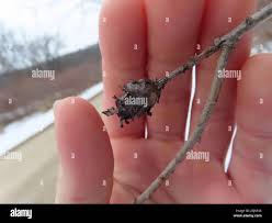 Attēlu rezultāti vaicājumam “Rabdophaga salicis”