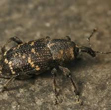 Attēlu rezultāti vaicājumam “Hylobius abietis”