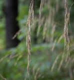 Attēlu rezultāti vaicājumam “Bromopsis benekenii”