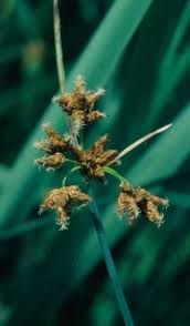 Attēlu rezultāti vaicājumam “Schoenoplectus lacustris subsp. glaucus fruit”