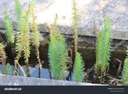 Attēlu rezultāti vaicājumam “Hippuris vulgaris leaf”