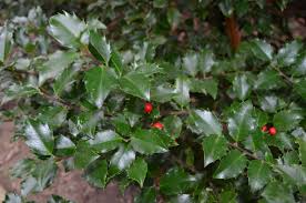 Attēlu rezultāti vaicājumam “Ilex x meserveae”