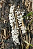 Attēlu rezultāti vaicājumam “Diderma sp.”