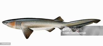 Image result for Hexanchus griseus