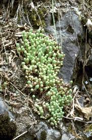 Attēlu rezultāti vaicājumam “Sedum pallidum bud”