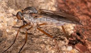 Attēlu rezultāti vaicājumam “Empis sp.”