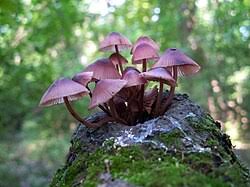 Attēlu rezultāti vaicājumam “Mycena haematopus”