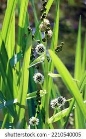 Attēlu rezultāti vaicājumam “Sparganium erectum aggr. flower”