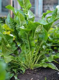 Attēlu rezultāti vaicājumam “Armoracia rusticana leaf”