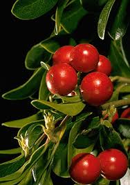 Attēlu rezultāti vaicājumam “Arctostaphylos uva-ursi fruit”