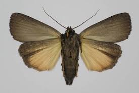 Attēlu rezultāti vaicājumam “Amphipyra livida”