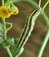 Attēlu rezultāti vaicājumam “Calophasia lunula larva”