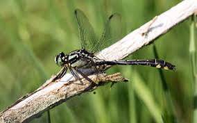 Attēlu rezultāti vaicājumam “Gomphus vulgatissimus”