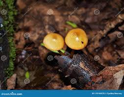 Attēlu rezultāti vaicājumam “Xeromphalina campanella”