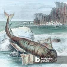 Image result for Hydrolagus colliei