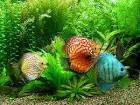 Discus Breeding « Discus Breeding