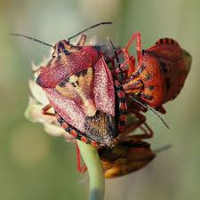 Attēlu rezultāti vaicājumam “Carpocoris sp.”
