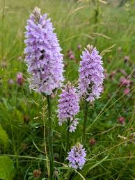 Attēlu rezultāti vaicājumam “Dactylorhiza maculata leaf”