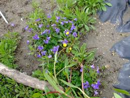 Attēlu rezultāti vaicājumam “Ranunculus flammula”