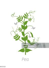 Attēlu rezultāti vaicājumam “Pisum sativum leaf”