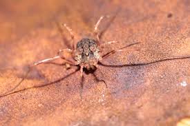 Attēlu rezultāti vaicājumam “Lophopilio palpinalis”