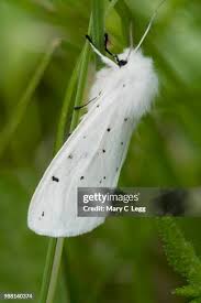 Attēlu rezultāti vaicājumam “Spilosoma lubricipeda”