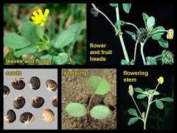 Attēlu rezultāti vaicājumam “Medicago lupulina leaf”