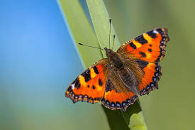 Image result for Small Tortoiseshell