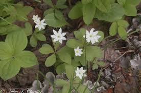 Attēlu rezultāti vaicājumam “Trientalis europaea”