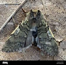 Attēlu rezultāti vaicājumam “Achlya flavicornis”