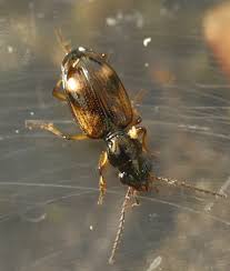 Attēlu rezultāti vaicājumam “Bembidion sp.”