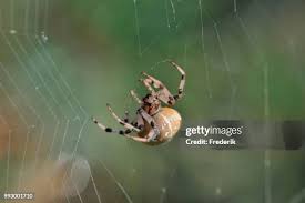 Attēlu rezultāti vaicājumam “Araneus quadratus female”