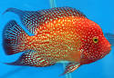 Fishy reflection? - Science in Our World: Certainty &amp; Controversy