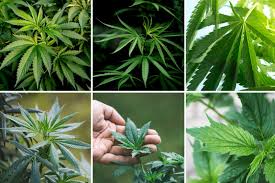 Attēlu rezultāti vaicājumam “Cannabis sativa leaf”