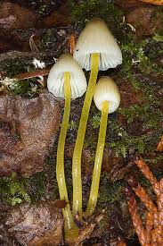 Attēlu rezultāti vaicājumam “Mycena epipterygia”