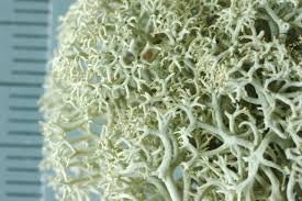 Attēlu rezultāti vaicājumam “Cladonia stellaris”