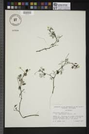 Attēlu rezultāti vaicājumam “Batrachium circinatum flower”