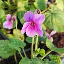 Attēlu rezultāti vaicājumam “Viola odorata bud”