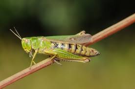 Attēlu rezultāti vaicājumam “Omocestus viridulus”