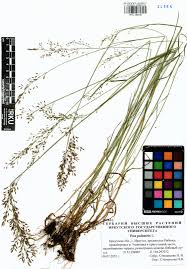 Attēlu rezultāti vaicājumam “Poa palustris”