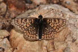 Attēlu rezultāti vaicājumam “Melitaea cinxia upperside”