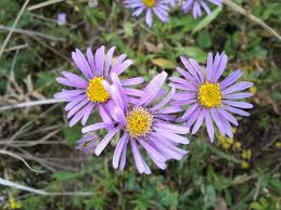 Image result for Aster amellus