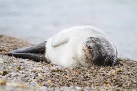 Image result for Pusa hispida