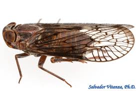 Attēlu rezultāti vaicājumam “Cixiidae”