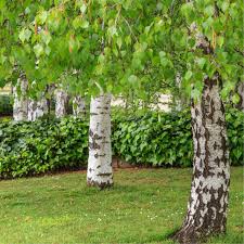 Attēlu rezultāti vaicājumam “Betula pendula”
